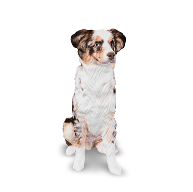 Dog - 2395