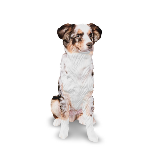 Dog - 2395
